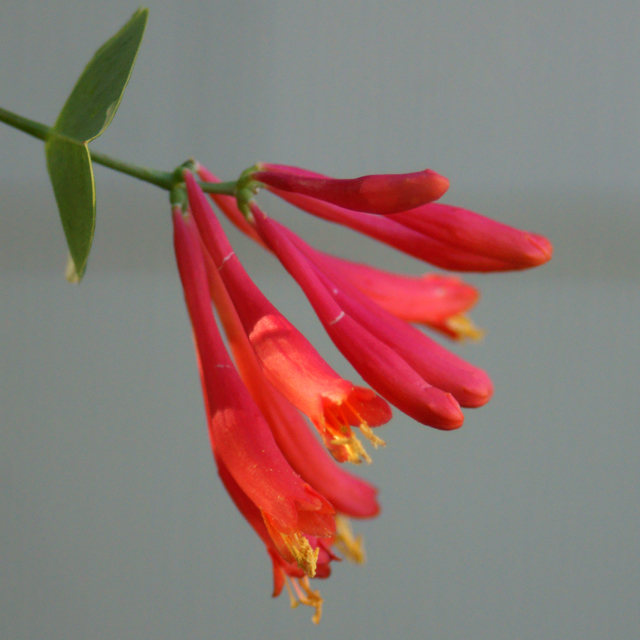 We planted this coral honeysuckle several years ago and every year it gets more full of blooms - with minimal care on our part.